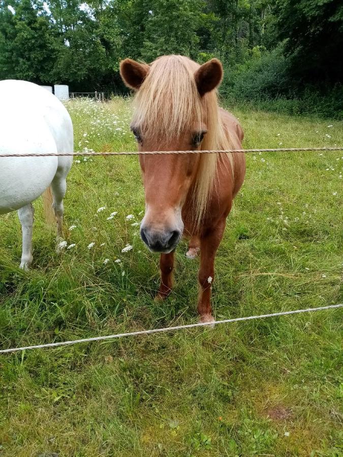 Ferienwohnung Eva Mechernich Exteriör bild